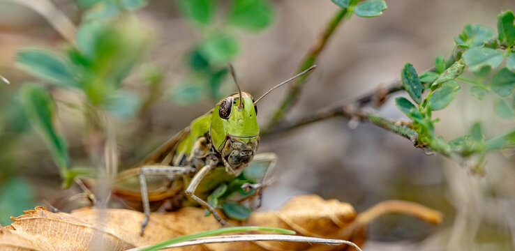 Macro Close-up of a Green Grasshopper in Natural Habitat
