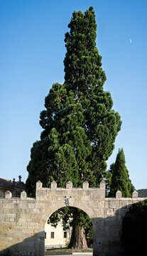 Historic Santo Domingo de Silos Monastery Arch & Giant Araucaria