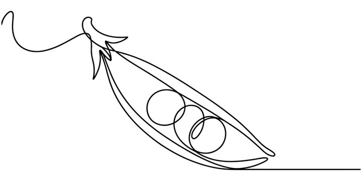 Continuous single line drawing of a fresh green pea pod with peas inside Vector, illustration