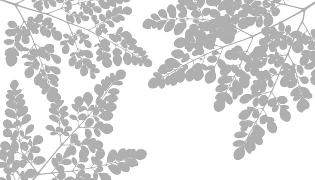 Moringa leaves shadow pattern isolated on transparent background