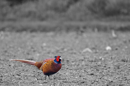 Common Pheasant Walking in Field Selective Color⁠