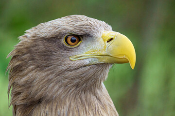 White-tailed Eagle Profile Portrait Close Up⁠ © Alexander