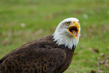 Obraz premium Bald Eagle Screaming with Open Beak⁠