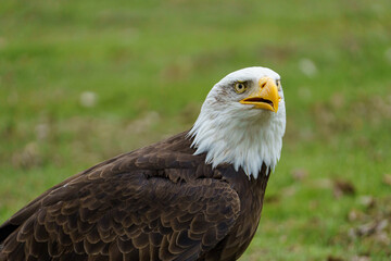 Obraz premium Bald Eagle Profile Portrait Close Up⁠