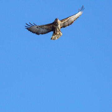 Eurasian Buzzard Flying Soaring Open Beak Calling⁠