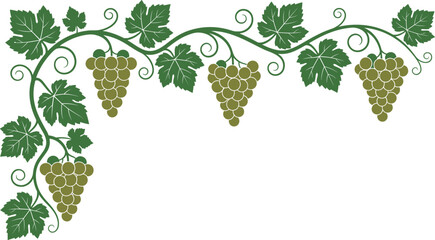 Obraz premium Elegant grapevine corner border vector illustration featuring hanging clusters of green grapes swirling vine tendrils and detailed leaves isolated on white background