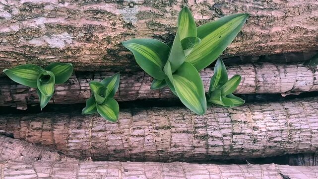 Small Green Striped Plants Growing Through Stacked Tree Trunks and Log Texture