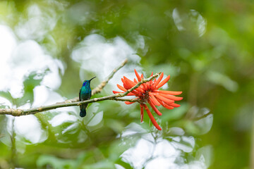 Fototapeta premium Green hummingbird perching on branch near red flower