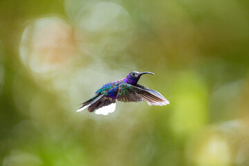 Fototapeta premium Violet-saberwing hummingbird flying showing iridescent plumage in nature