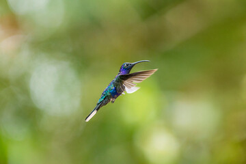 Fototapeta premium Violet sabrewing hummingbird hovering in tropical nature