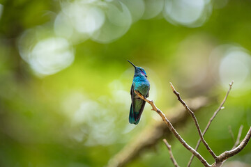 Fototapeta premium Hummingbird perching on branch with iridescent feathers