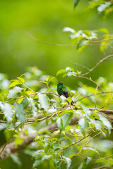 Fototapeta premium Green hummingbird perching on branch in lush rainforest