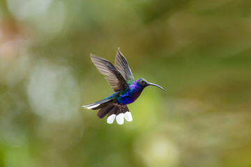 Fototapeta premium Violet sabrewing hummingbird flying with iridescent feathers