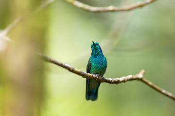 Fototapeta premium Iridescent green hummingbird perched on branch looking up