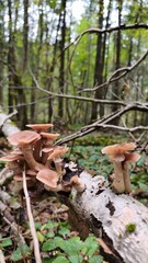 Honey fungi in the autumn forest © SuGak