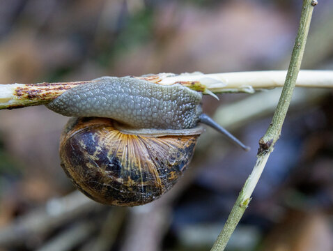Macro Close-Up of Garden Snail Crawling on Plant Stem in Natural Woodland Setting