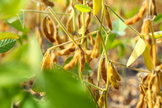 Ripe dry and green soybean pods on bush close up. Close-up of ripening soybeans in a field before harvest. Sunny summer day. The concept of a good harvest. World food crisis.