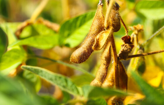 Ripe dry and green soybean pods on bush close up. Close-up of ripening soybeans in a field before harvest. Sunny summer day. The concept of a good harvest. World food crisis.