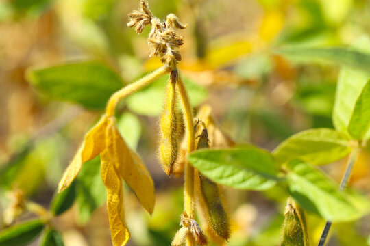 Ripe dry and green soybean pods on bush close up. Close-up of ripening soybeans in a field before harvest. Sunny summer day. The concept of a good harvest. World food crisis.