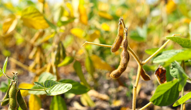 Ripe dry and green soybean pods on bush close up. Close-up of ripening soybeans in a field before harvest. Sunny summer day. The concept of a good harvest. World food crisis.
