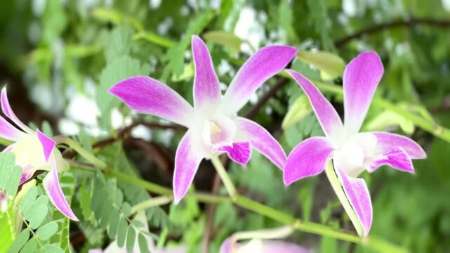 Close-up of delicate pink and white orchid flowers blooming on a branch, with layered blossoms and soft natural background creating an elegant botanical scene.