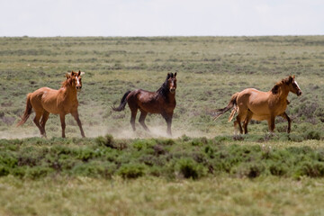 Wild horses on BLM land in Wyoming © Tsado