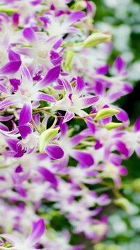 Close-up of delicate pink and white orchid flowers blooming on a branch, with layered blossoms and soft natural background creating an elegant botanical scene.