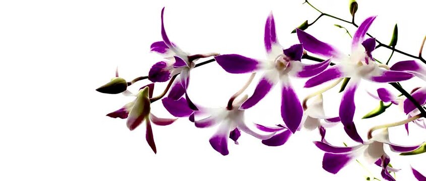 Close-up of delicate pink and white orchid flowers blooming on a branch, with layered blossoms and soft natural background creating an elegant botanical scene.