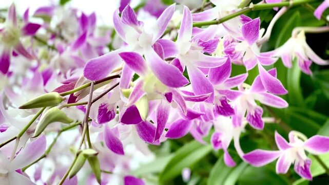 Close-up of delicate pink and white orchid flowers blooming on a branch, with layered blossoms and soft natural background creating an elegant botanical scene.