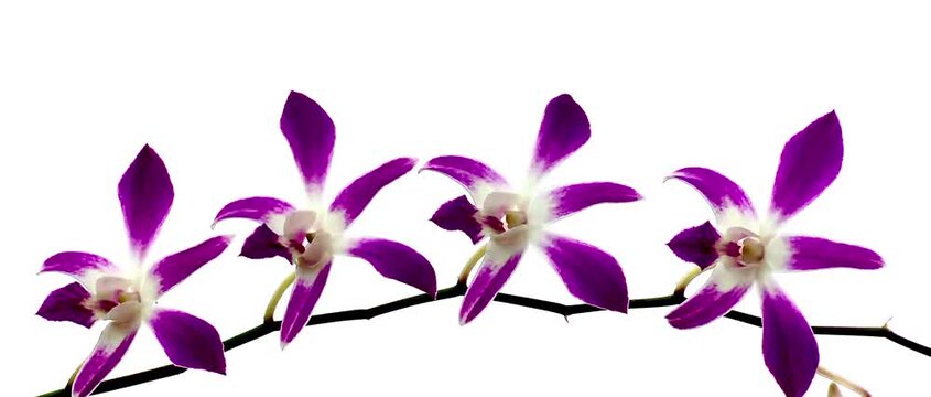 Close-up of delicate pink and white orchid flowers blooming on a branch, with layered blossoms and soft natural background creating an elegant botanical scene.