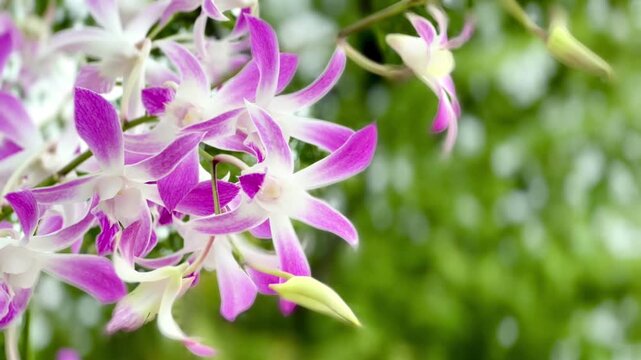 Close-up of delicate pink and white orchid flowers blooming on a branch, with layered blossoms and soft natural background creating an elegant botanical scene.