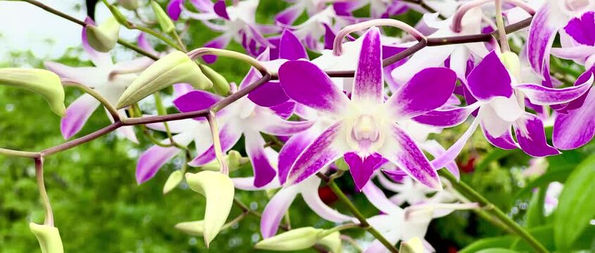 Close-up of delicate pink and white orchid flowers blooming on a branch, with layered blossoms and soft natural background creating an elegant botanical scene.
