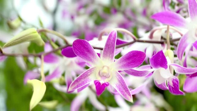 Close-up of delicate pink and white orchid flowers blooming on a branch, with layered blossoms and soft natural background creating an elegant botanical scene.