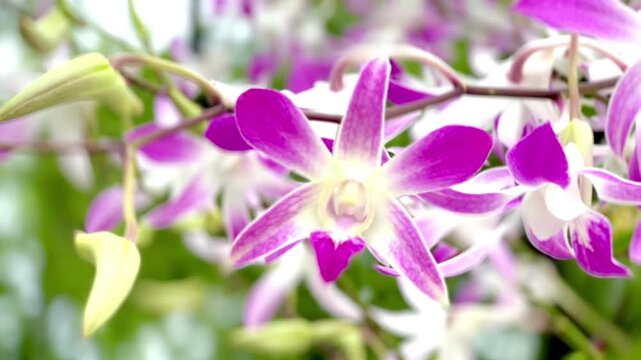 Close-up of delicate pink and white orchid flowers blooming on a branch, with layered blossoms and soft natural background creating an elegant botanical scene.