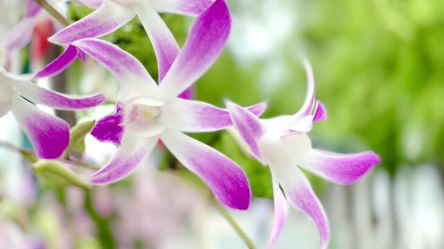 Close-up of delicate pink and white orchid flowers blooming on a branch, with layered blossoms and soft natural background creating an elegant botanical scene.