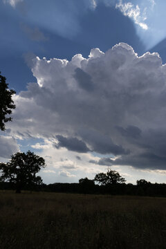 old tree against dramatic blue sky