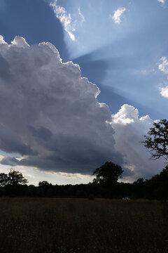 old tree against dramatic blue sky