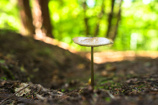 A mushroom growing in the forest