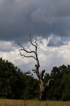old tree against dramatic blue sky