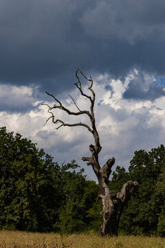 old tree against dramatic blue sky