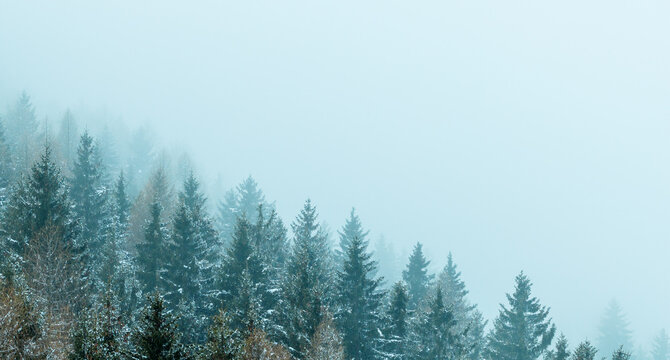 Snowy Spruce Forest in the Mountains Covered by Fog