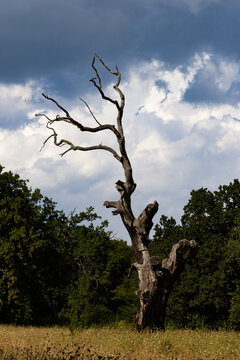 old tree against dramatic blue sky