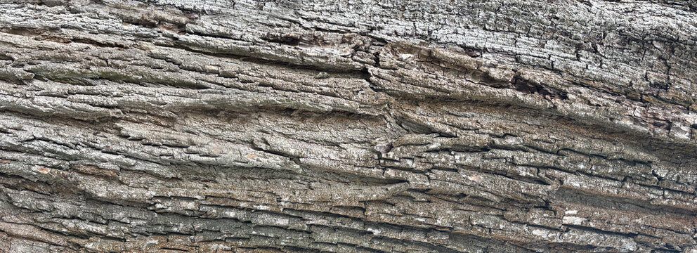 Old bark tree texture. Natural wood surface pattern, old tree skin