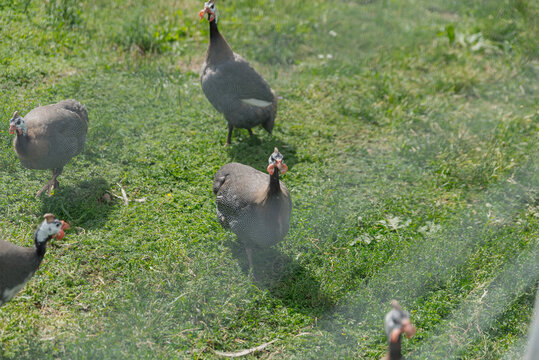 A group of four helmeted guineafowl foraging on green grass. The birds have gray feathers and distinctive helmet-like crests on their heads.