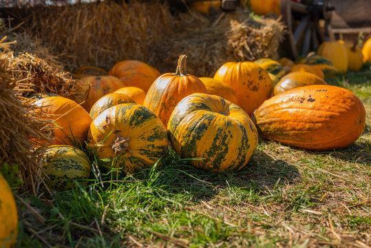 A close view of colorful pumpkins arranged on straw at a rustic autumn farm display, showing varied shapes, orange and green patterns, natural textures and warm seasonal harvest colors.