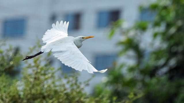 white egret in flight