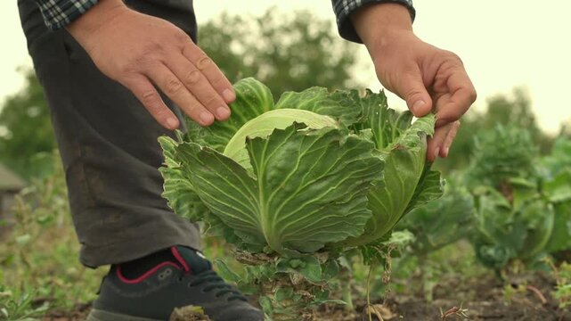Farmer gently inspects green cabbage leaves growing in an open vegetable field, hands examining the plant during cultivation, with rows of crops and trees visible in the background