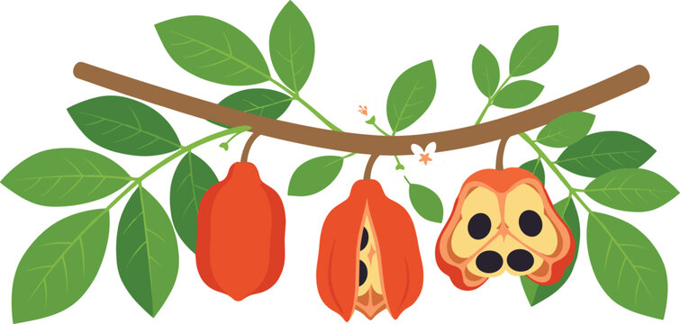 Exotic ackee fruit vector illustration hanging from tree branch with fresh green leaves