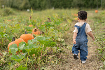 Fototapeta premium Rear view of a toddler in denim overalls walking through a vibrant autumn pumpkin patch field