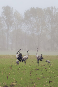 Common cranes displaying and calling in a misty field, Island of R&uuml;gen, Germany